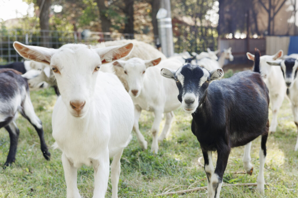 herd of goats on farm looking at camera 