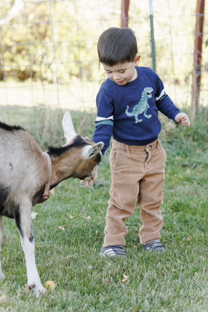 boy feeds young goat on goat farm in Montana