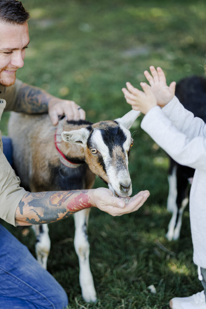 young goat eating out of a man's hand on a goat farm in Montana