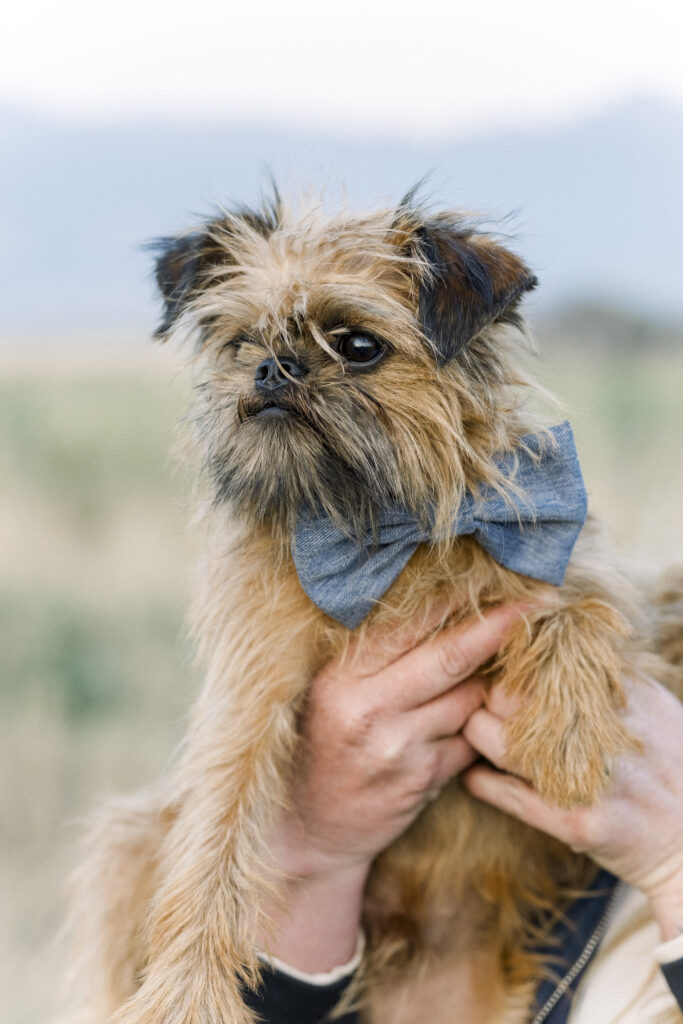 cute little dog with a blue bowtie poses for the camera